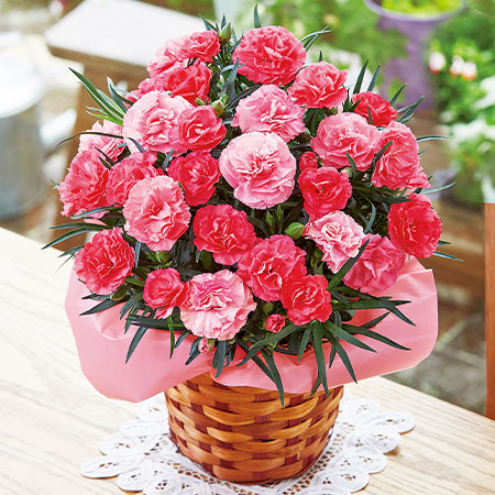 カーネーション　さくらもなか