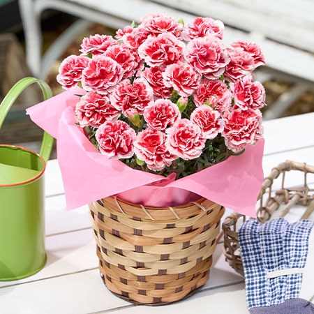 カーネーション　いちごホイップ