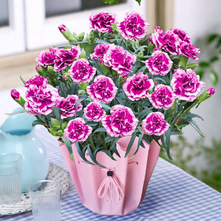 カーネーション　オルフィカ