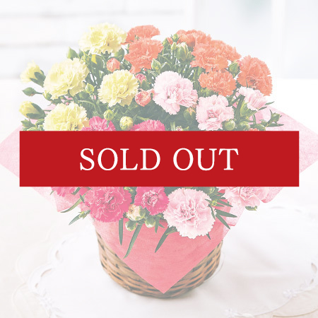 カーネーション　サキーネ４色ミックス「しあわせ」