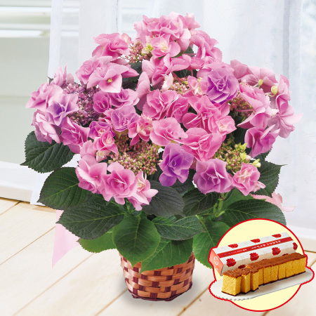 あじさい　フェアリーアイ＋長崎カステラセット