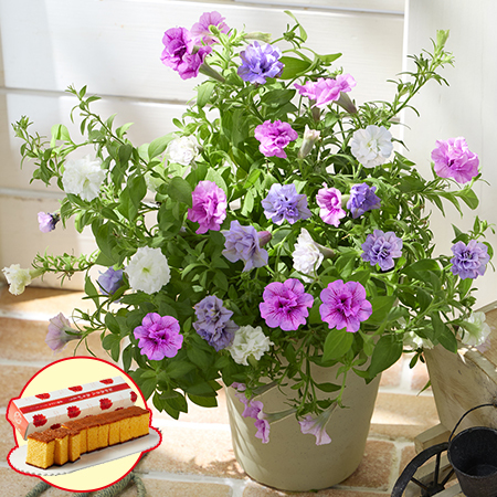 八重咲きペチュニア３色寄せ植え＋長崎カステラセット