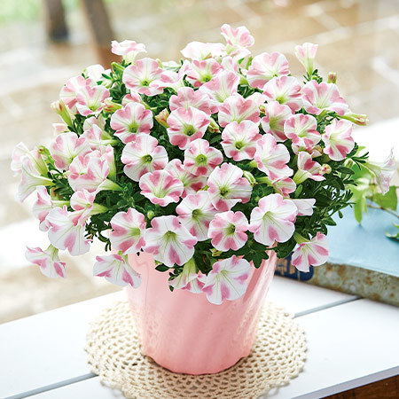 サフィニアアート　ももいろハート