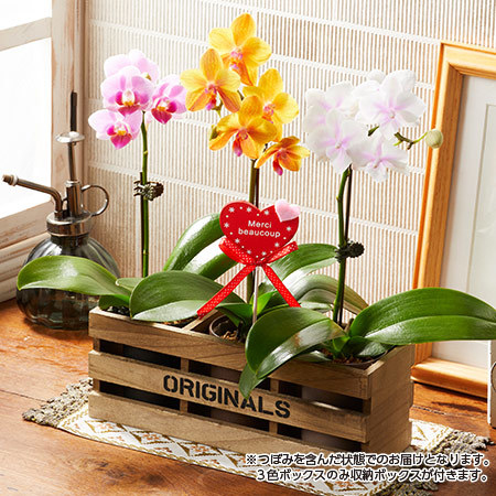 ミディ胡蝶蘭　３色ボックス