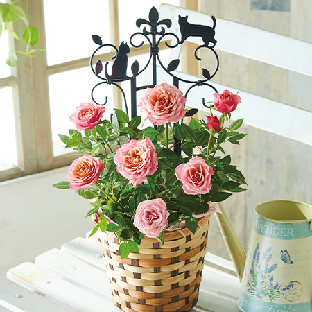 バラのねこちゃんガーデン