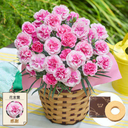 カーネーションティーパーティー＋バウムクーヘンセット