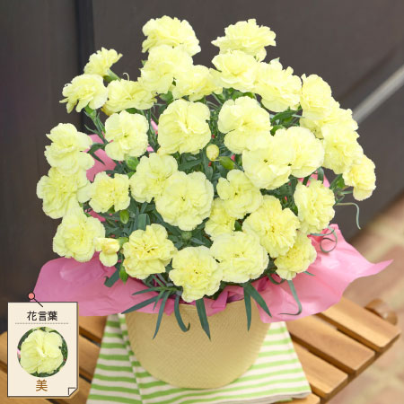 カーネーションルミナリア