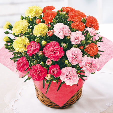 カーネーションサキーネ４色ミックス「しあわせ」