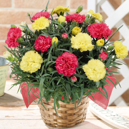 カーネーションサキーネ２色ミックス「すてき」