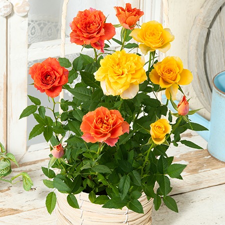 ミニバラ２色植えバスケット