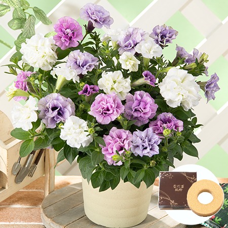 八重咲きペチュニア３色寄せ植え＋バウムクーヘンセット