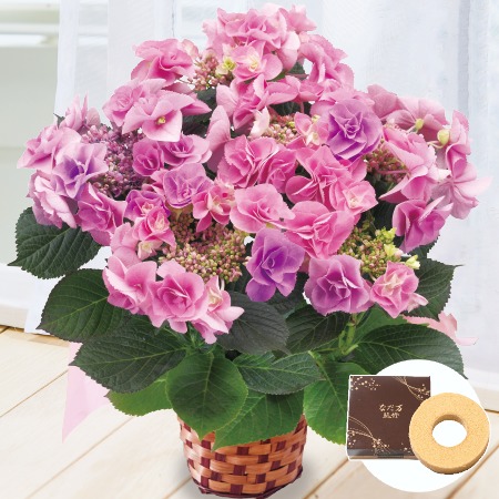 あじさい　フェアリーアイ＋バウムクーヘンセット