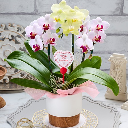 胡蝶蘭２色３本立ち