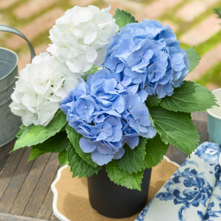 あじさい　ブルー＆ホワイト
