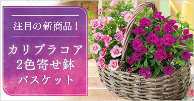カリブラコア２色 寄せ鉢バスケット