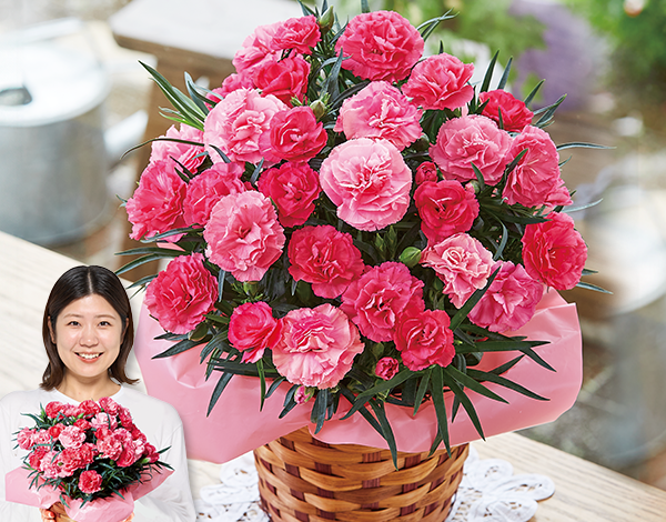 カーネーション　さくらもなか