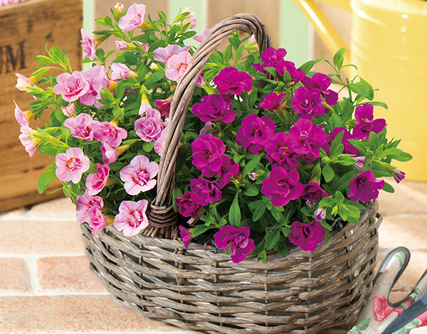 カリブラコア２色寄せ鉢バスケット