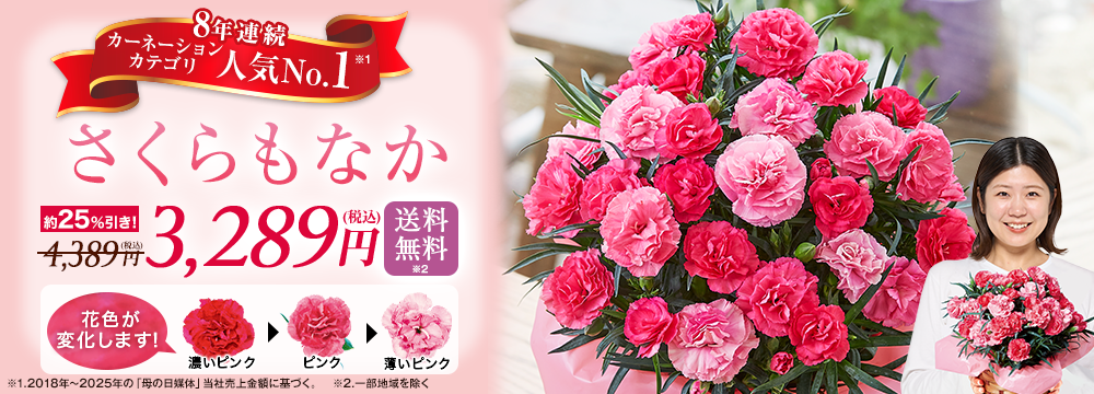 カーネーション　さくらもなか