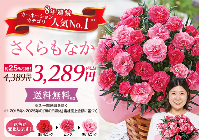 カーネーション　さくらもなか