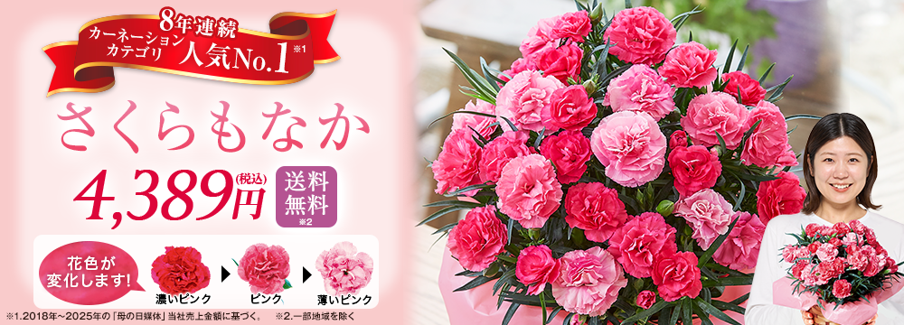 カーネーション　さくらもなか