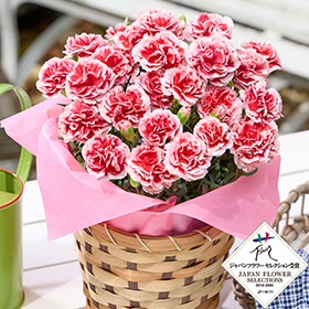 カーネーション いちごホイップ】