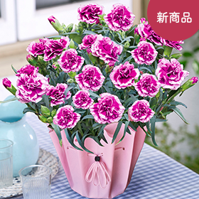 カーネーション オルフィカ】