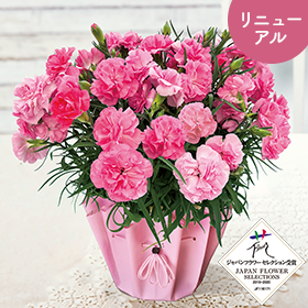 カーネーション スイートジュエル】