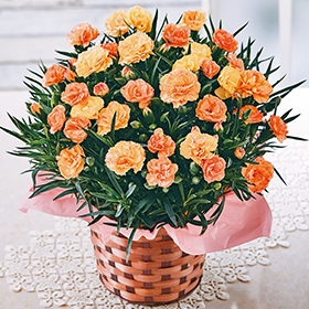 カーネーション フロランタン】