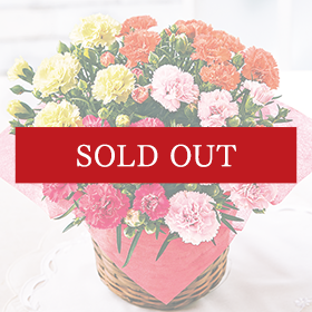 カーネーションサキーネ 4色ミックス「しあわせ」】