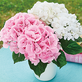 あじさい ピンクマカロン】