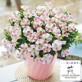 サフィニアアート　ももいろハート】