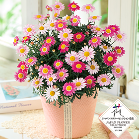 マーガレット　ストロベリーホイップ】