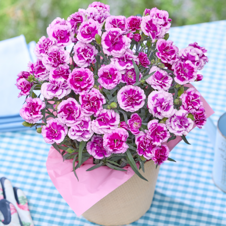 カーネーション オルフィカ】