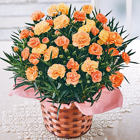 カーネーション フロランタン】