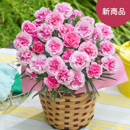 カーネーション ティーパーティー】