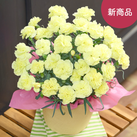 カーネーション ルミナリア】