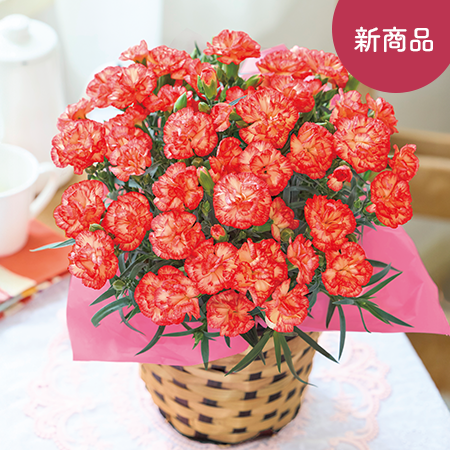 オレンジカーネーション】