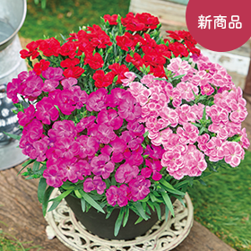 カーネーションスイーツシリーズ３色植え】