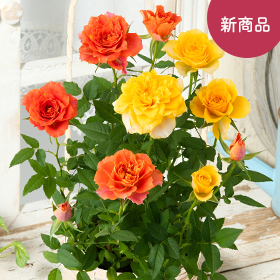 ミニバラ２色植えバスケット】