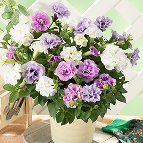 八重咲きペチュニア３色寄せ植え】