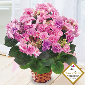 あじさい フェアリーアイ】