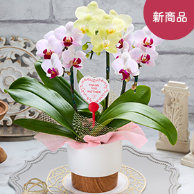 胡蝶蘭２色３本立ち】