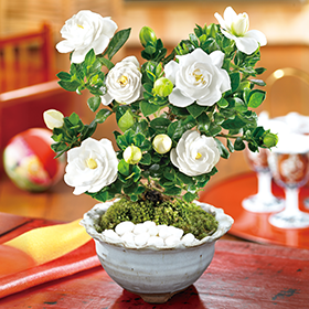 香りただようくちなし盆栽】