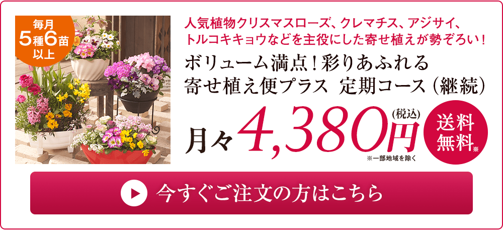 寄せ植え便プラスはこちら