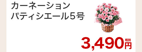 カーネーション パティシエール 花のみ