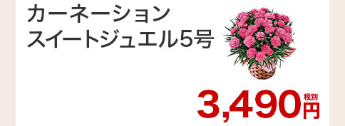 カーネーション スイートジュエル 花のみ