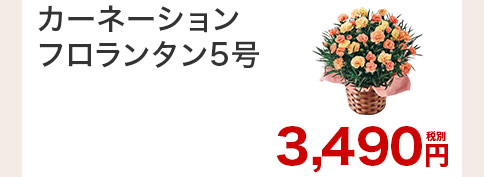 カーネーション フロランタン 花のみ