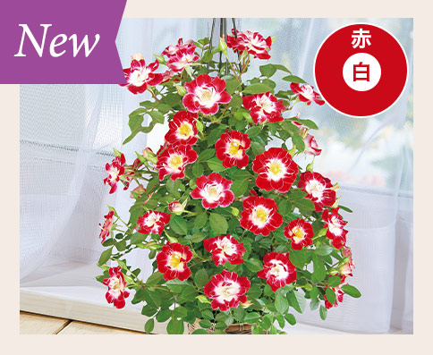 リトルアーチスト