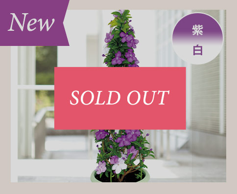 ニオイバンマツリ