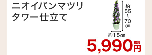 ニオイバンマツリ